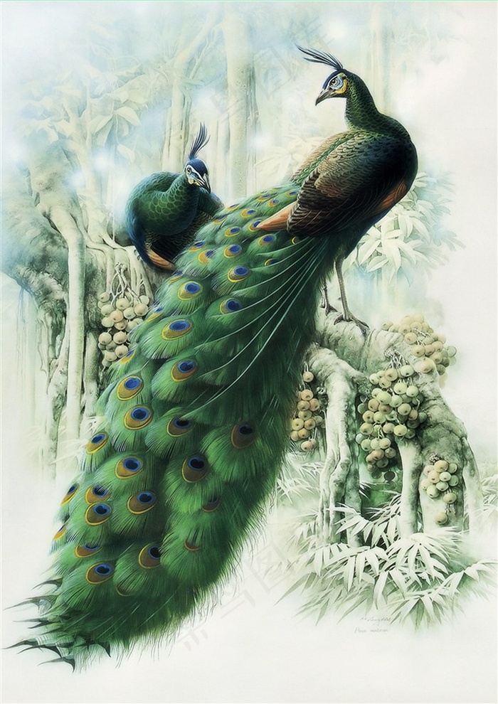 高贵华丽孔雀羽毛水彩手绘插画