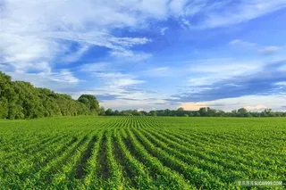 广阔的农田风景