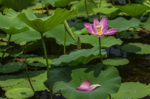 盛开的荷花与掉落的花瓣