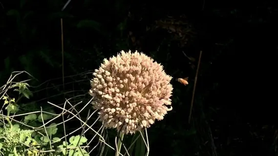 蜜蜂, 忙, 昆虫, 花, 飞行, 徘徊, 开花, 夏天