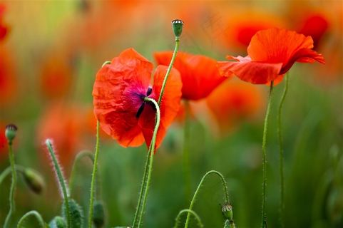 红色漂亮的花朵