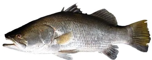 鱼 PNG免抠(960x385)