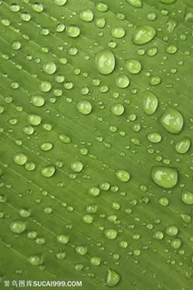 绿色芭蕉叶上的清新露水