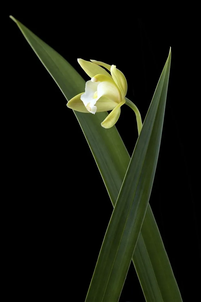 超高清兰花鲜花图片