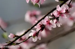 唯美一枝桃花鲜花图片