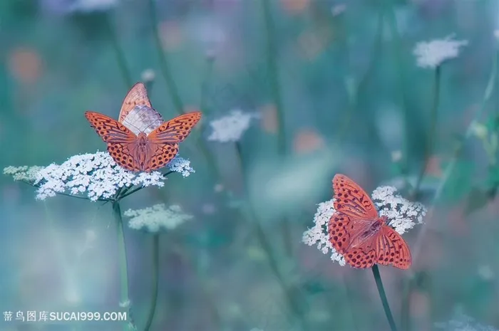 高清唯美蝴蝶鲜花图片