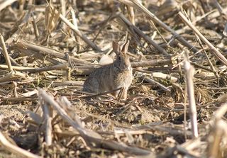 兔子可爱动物素材动物实拍