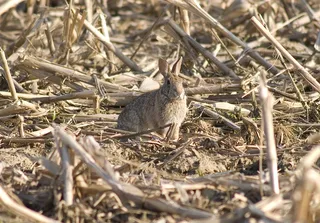 兔子可爱动物素材动物实拍