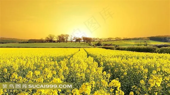 夕阳下的油菜花图片 夕阳下的油菜花图片