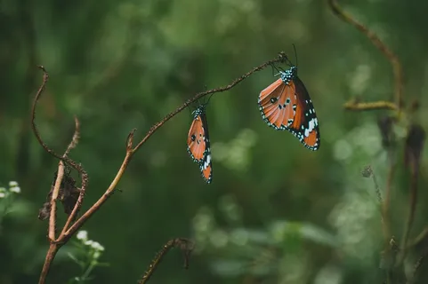 倒挂虎斑蝶图片 倒挂虎斑蝶图片