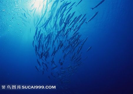 清澈蓝色海洋里的鱼群摄影