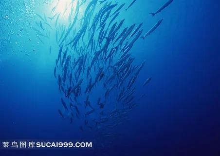 清澈蓝色海洋里的鱼群摄影
