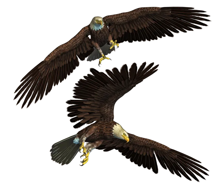 老鹰动物元素免扣素材设计素材