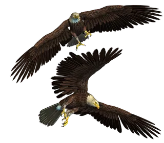 老鹰动物元素免扣素材设计素材