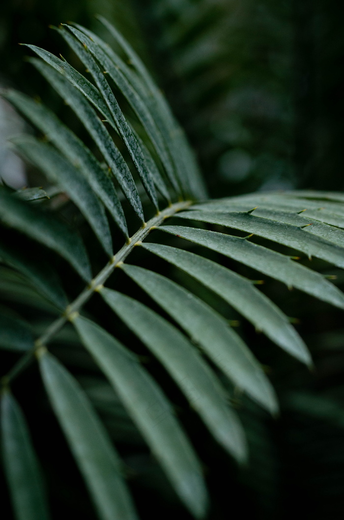 长叶子绿色植物图片