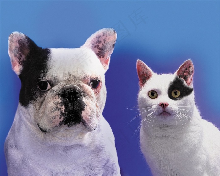 可爱斗牛犬和猫咪动物图片