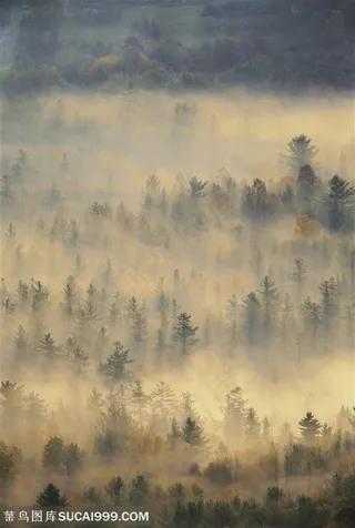 树木树叶-山谷里的树木被烟雾环绕