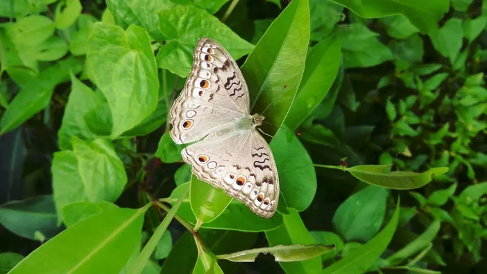 白色斑点蝴蝶图片