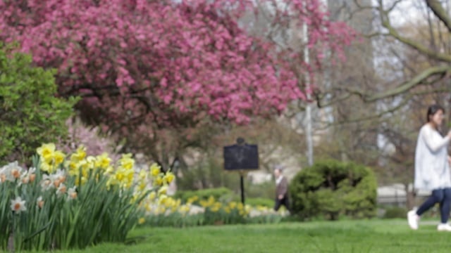 女孩, 亚洲人, 跳舞, 公园, 花朵, 树, 女士