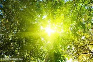 阳光照射下的绿色树林丛林树木