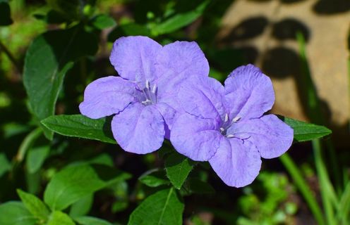 野生矮牵牛图片