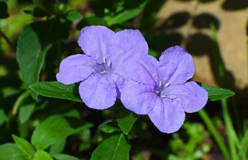 野生矮牵牛图片