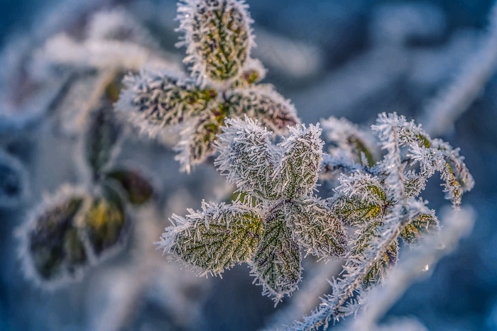  树叶 植物 霜 冰 冻结 冬天 寒冷的 雪 自然 特写