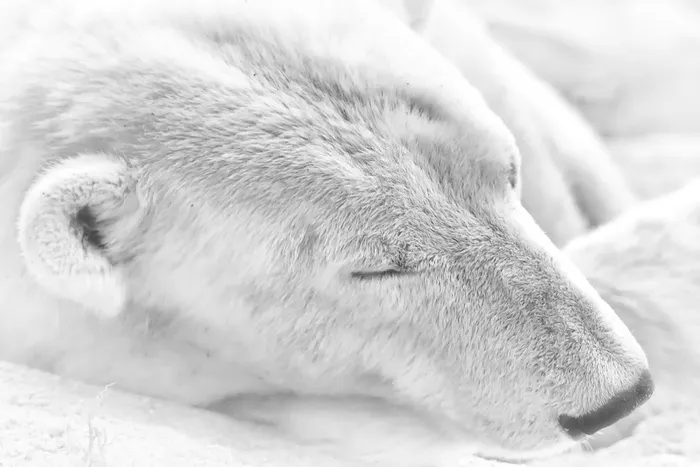 冬天北极熊背景风景