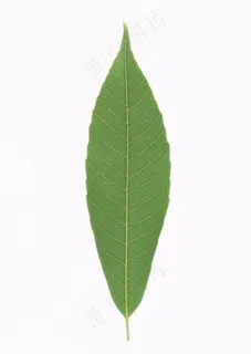 花草特写 1835 花草特写 1835