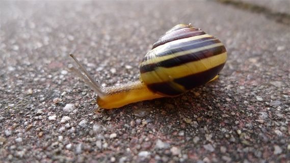 可爱的蜗牛图片