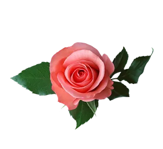 鲜花玫瑰免扣素材