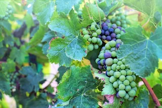 葡萄园绿葡萄串图片