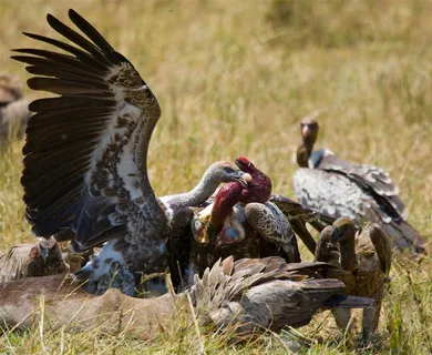 草地上凶猛的秃鹰