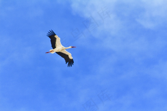 鹳鸟高飞图片