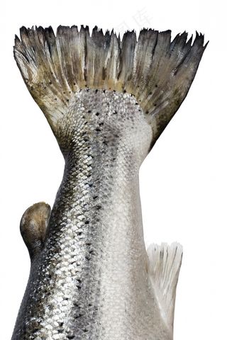 大马哈鱼尾巴图片