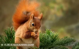 漂亮的小松鼠摄影素材