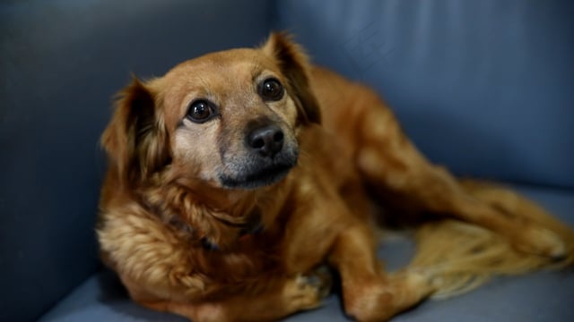 狗, 宠物, 动物, 毛茸茸的, 可爱的, 毛皮, 看