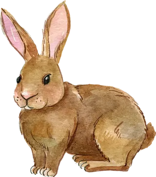 兔子小褐色