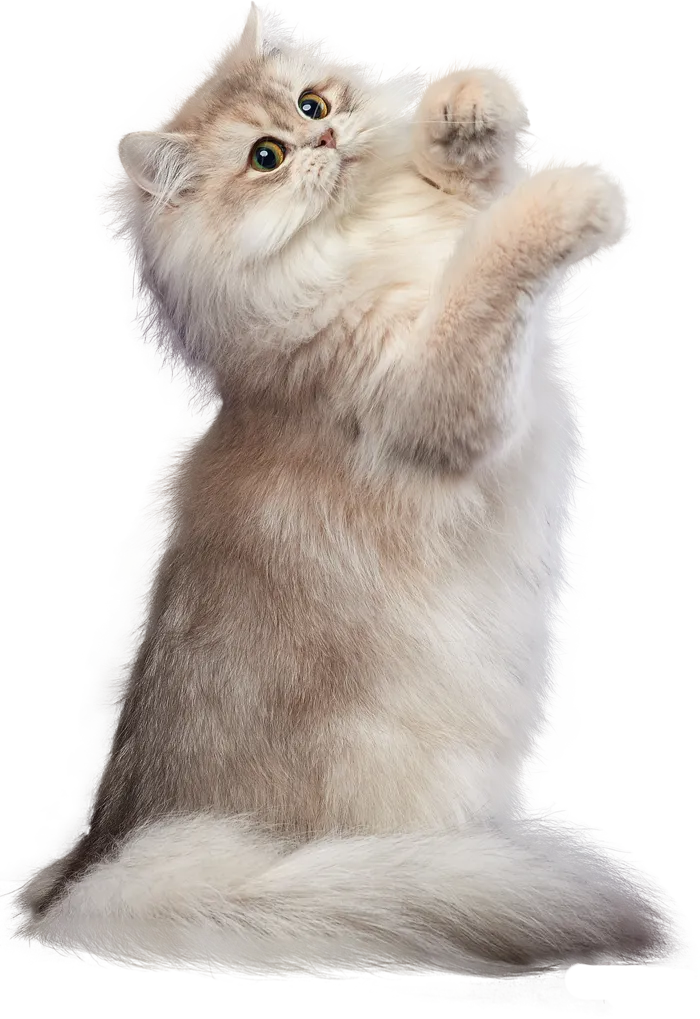 免扣素材实物猫咪摄影