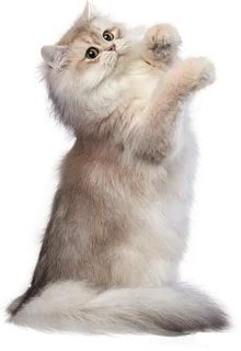 免扣素材实物猫咪摄影