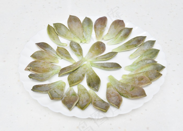 多肉植物花瓣图片