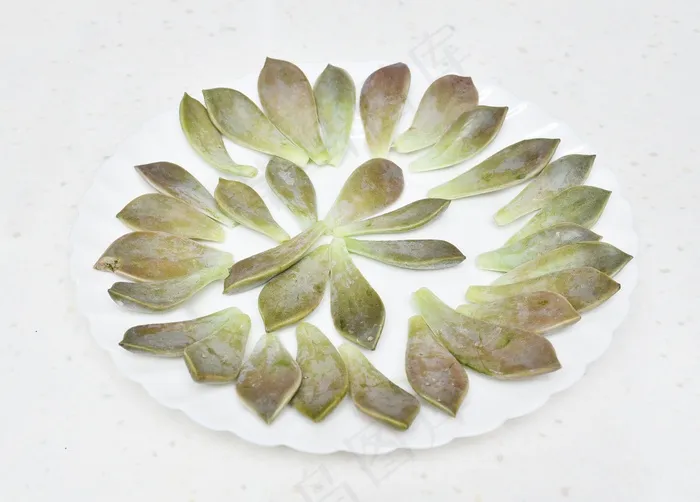 多肉植物花瓣图片