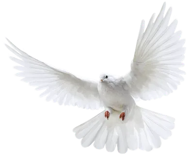 和平鸽免扣 和平鸽免扣