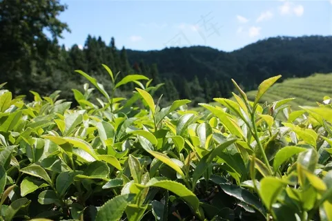嫩绿的树叶图片 嫩绿的树叶图片