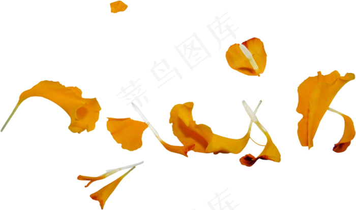 花瓣花朵免扣图片 