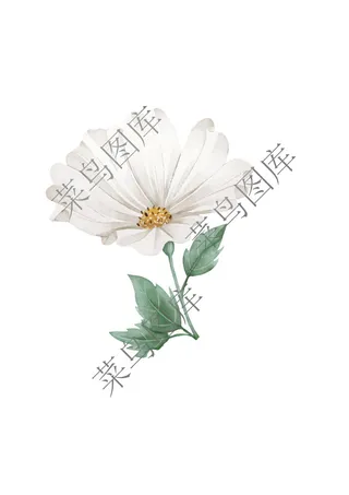花朵素描图