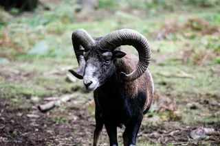 羊白羊牧场动物素材动物实拍