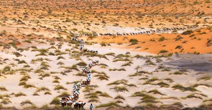 驼铃声伴漫漫长路