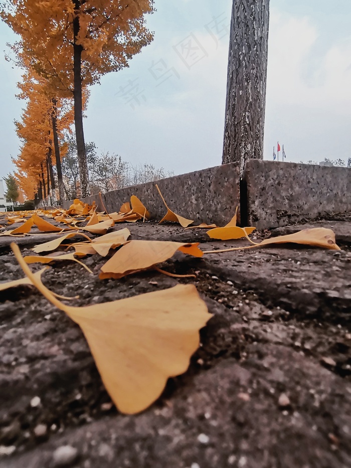 秋天银杏落叶风景寂寥