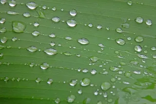 绿叶上透明水滴图片